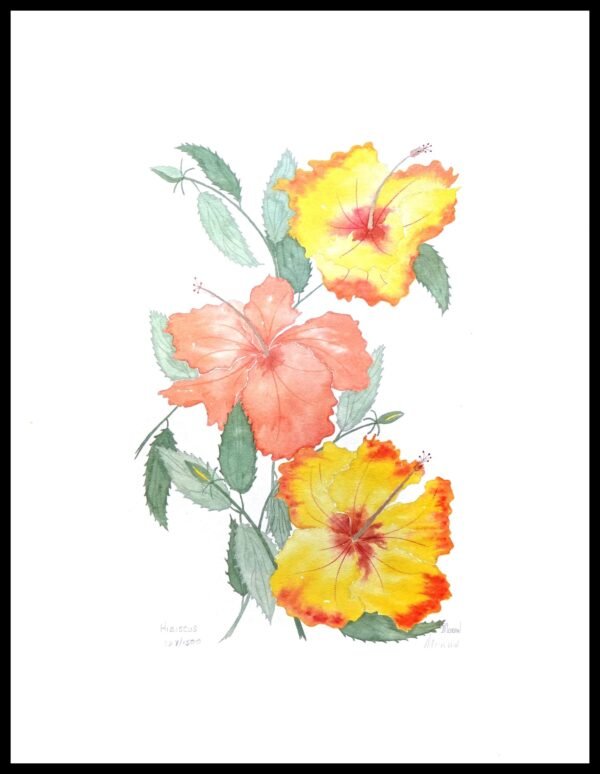 AIM 611 Hibiscus (S/N LIMITED EDITION)